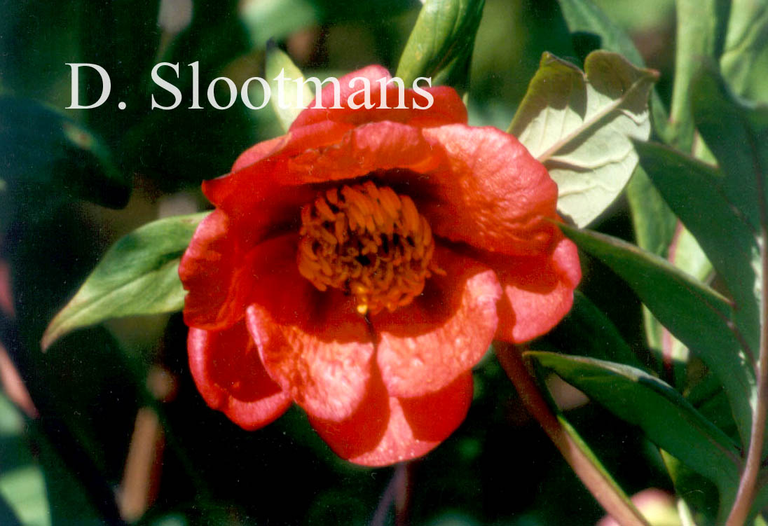 Paeonia delavayi