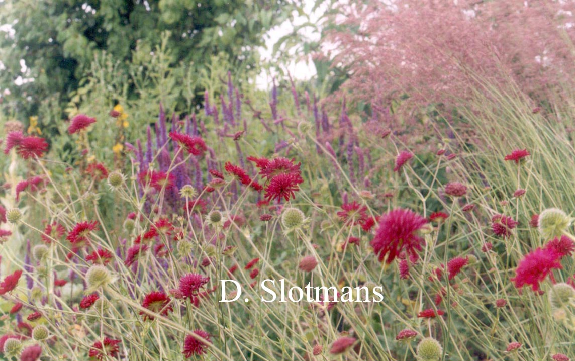 Knautia macedonica