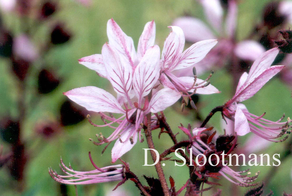 Dictamnus albus 'Purpureus'