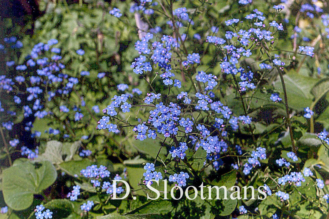 Brunnera macrophylla