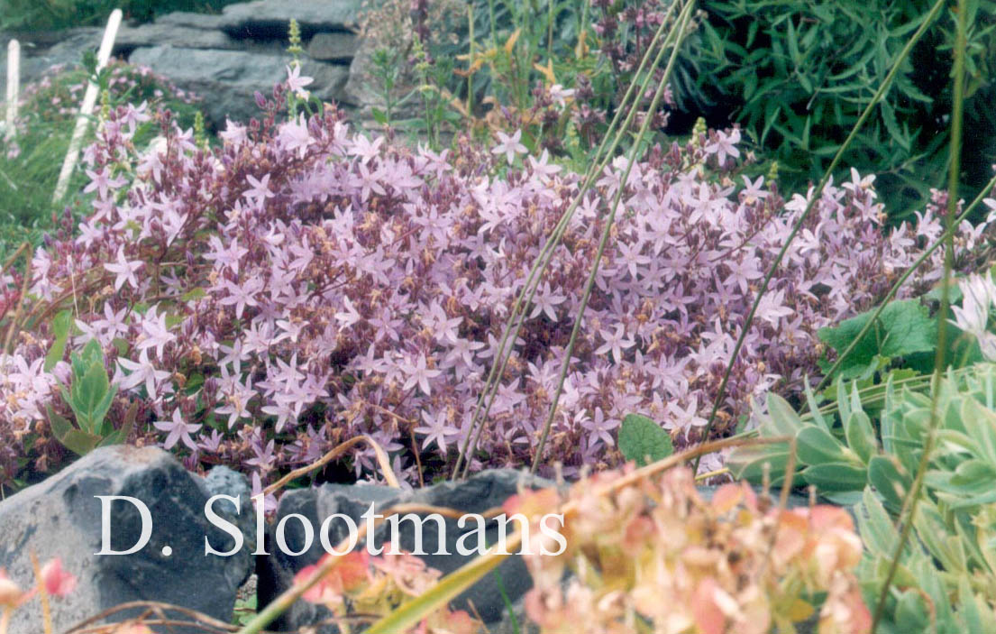 Campanula poscharskyana 'Lisduggan Variety'