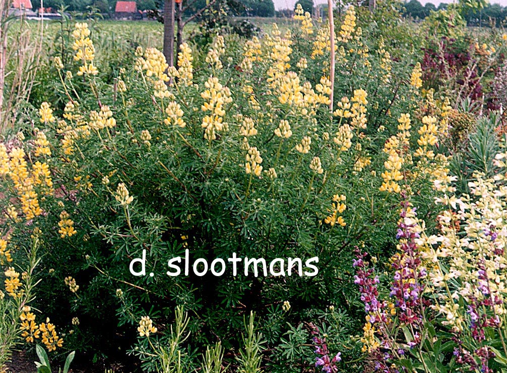 Lupinus arboreus