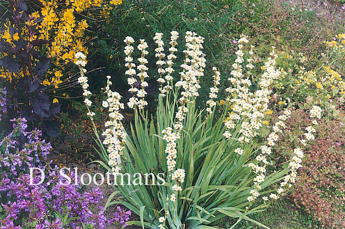 Sisyrinchium striatum