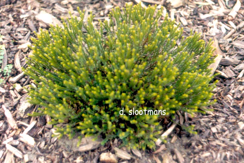 Hebe 'Maori Gem'