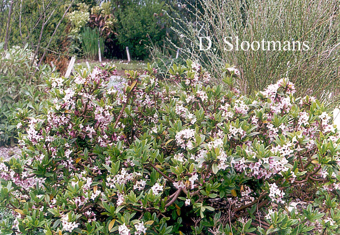 Daphne tangutica, Retusa group