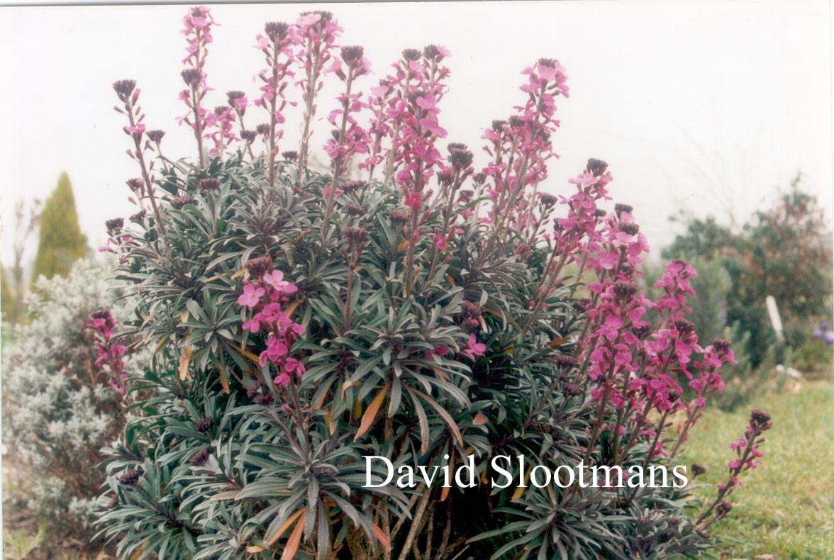 Erysimum 'Bowles Mauve'