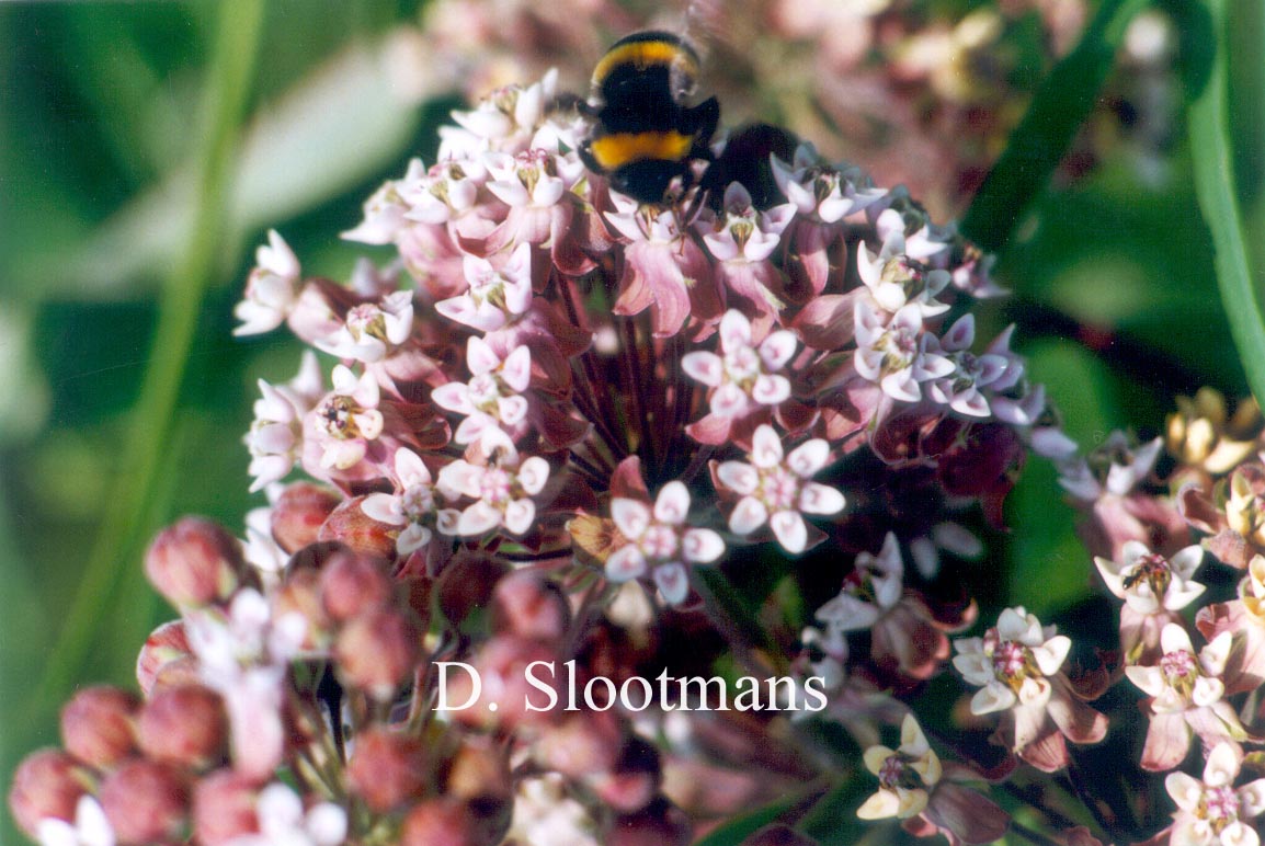 Asclepias syriaca