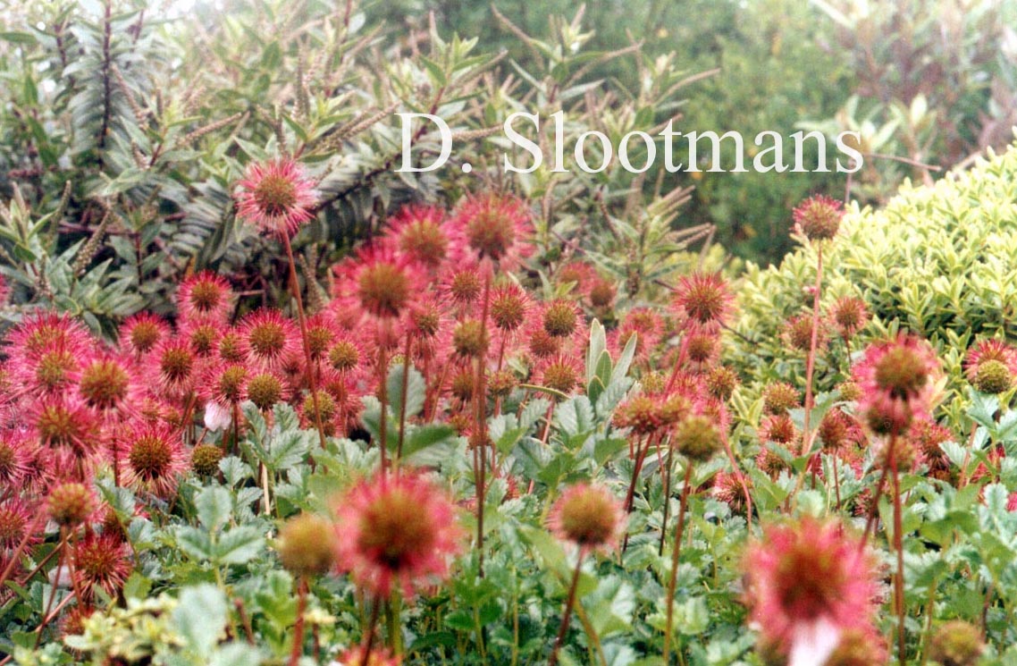 Acaena novae-zelandiae
