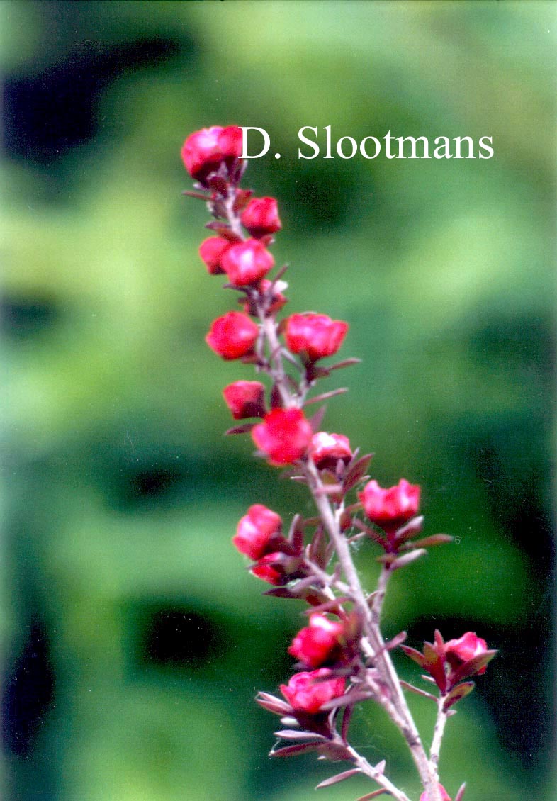 Leptospermum scoparium 'Red Damask'