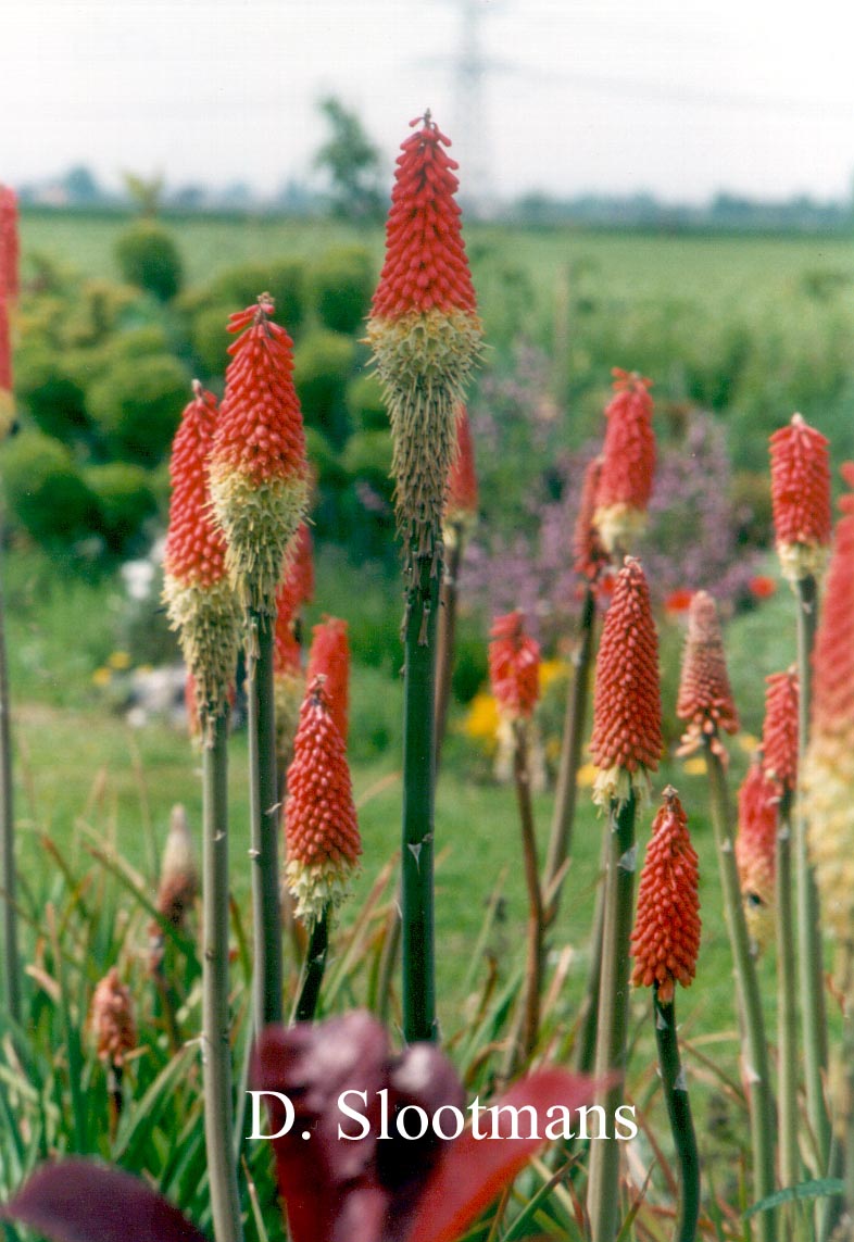 Kniphofia uvaria