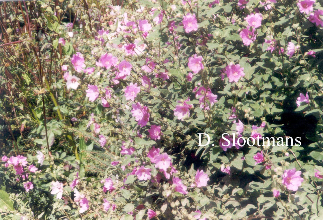 Lavatera 'Rosea'