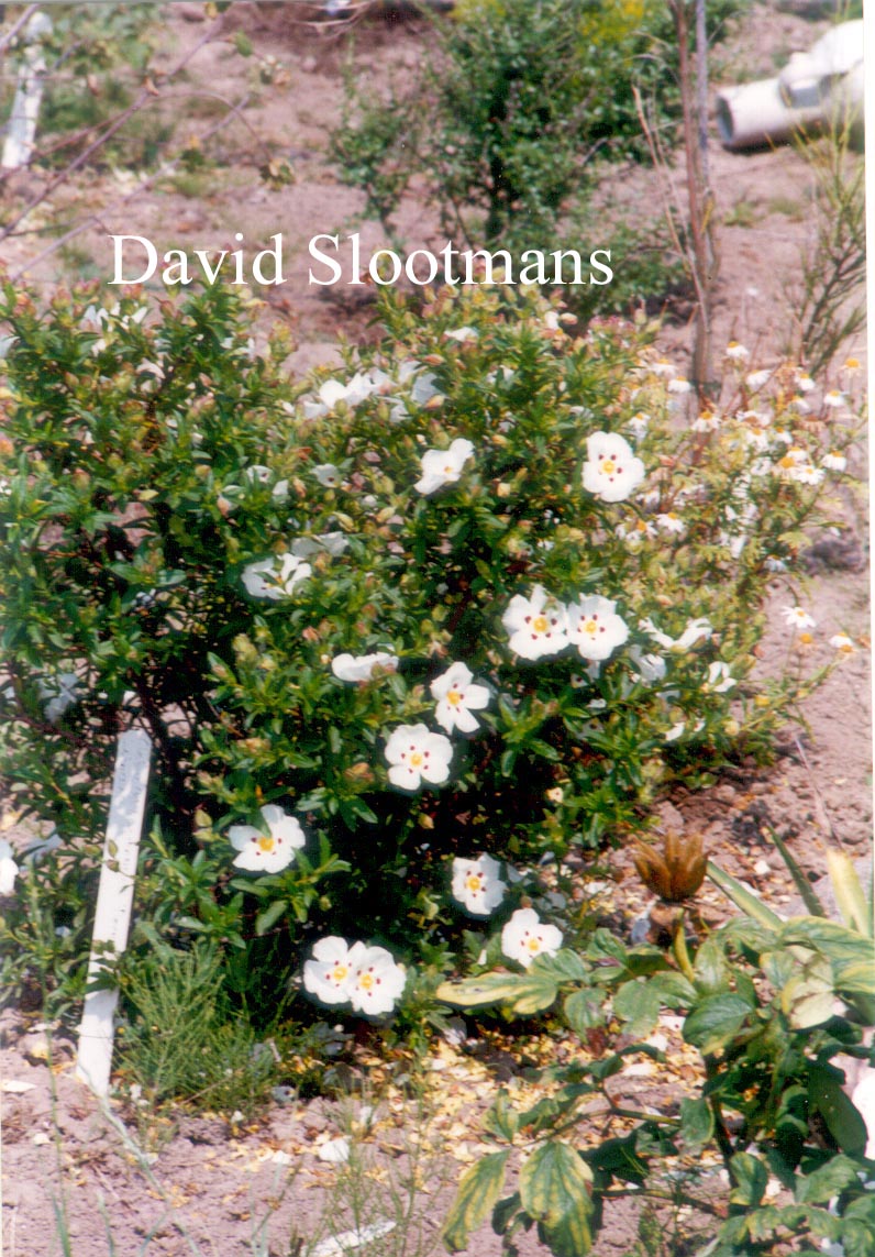 Cistus dansereaui 'Decumbens'