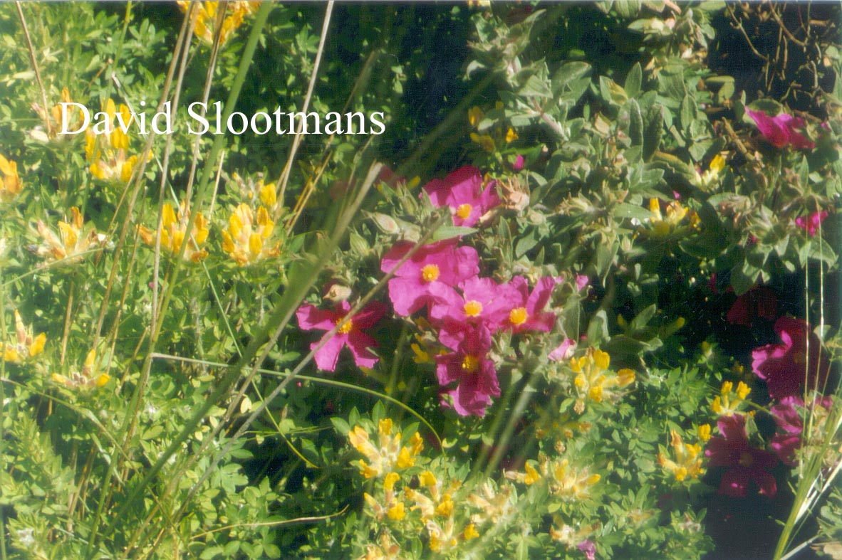 Cistus pulverulentus 'Sunset'