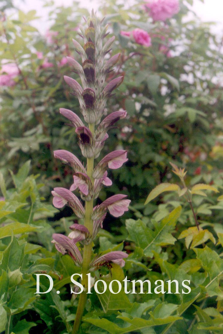 Acanthus hungaricus