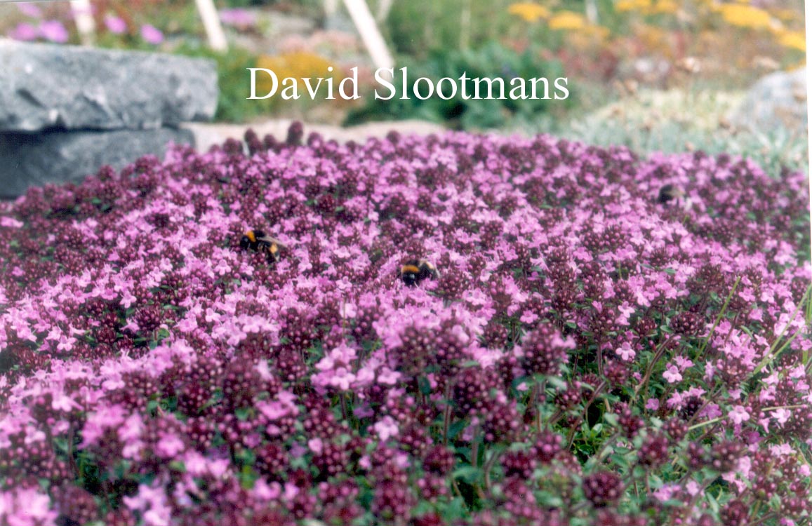 Thymus serpyllum