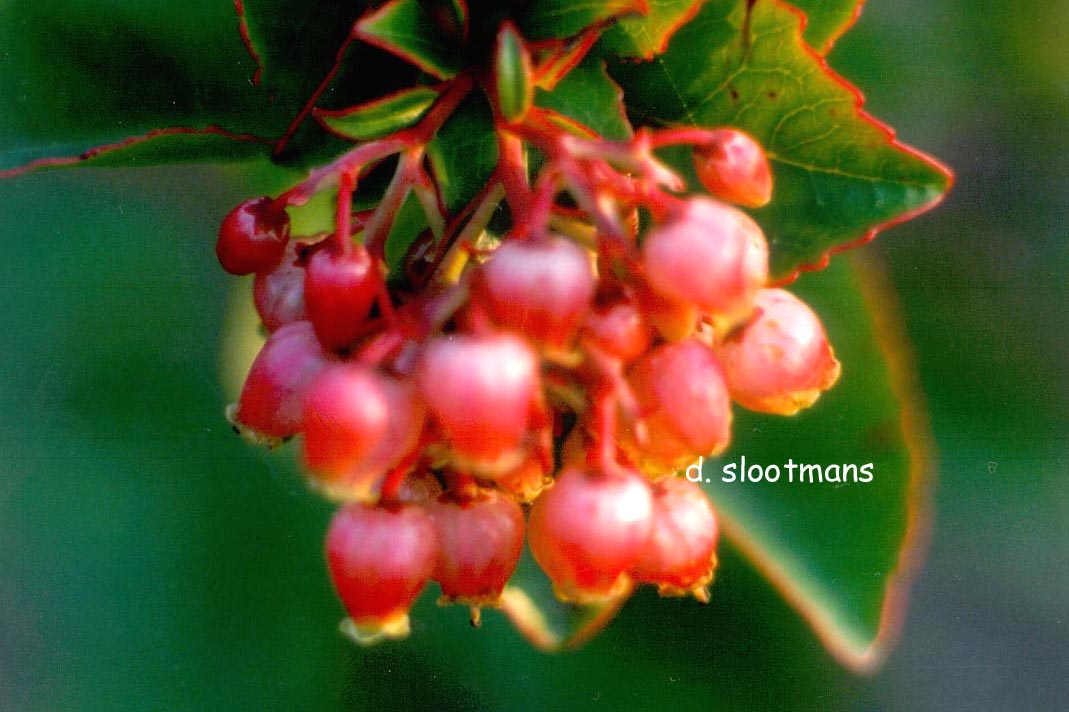 Arbutus unedo 'Rubra'