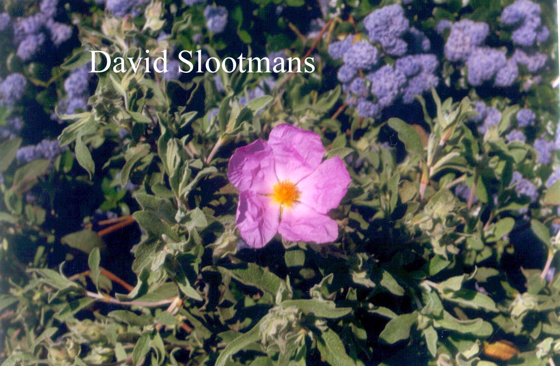 Cistus 'Silver Pink' (80226)