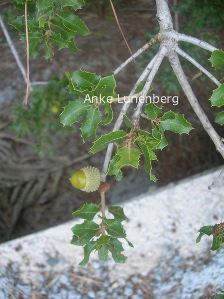 Quercus ilex