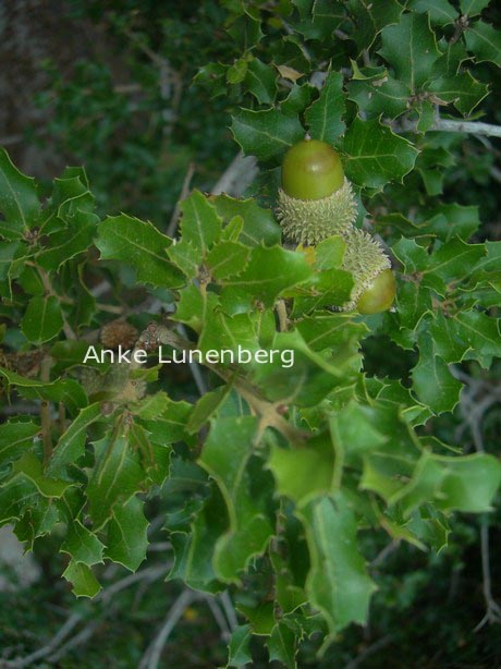 Quercus ilex