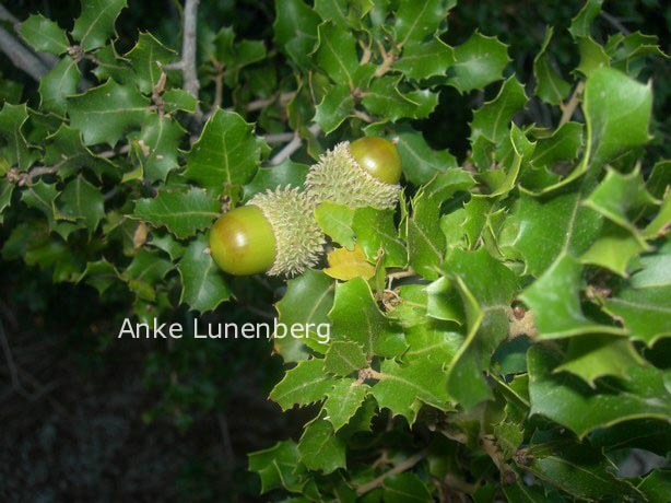 Quercus ilex