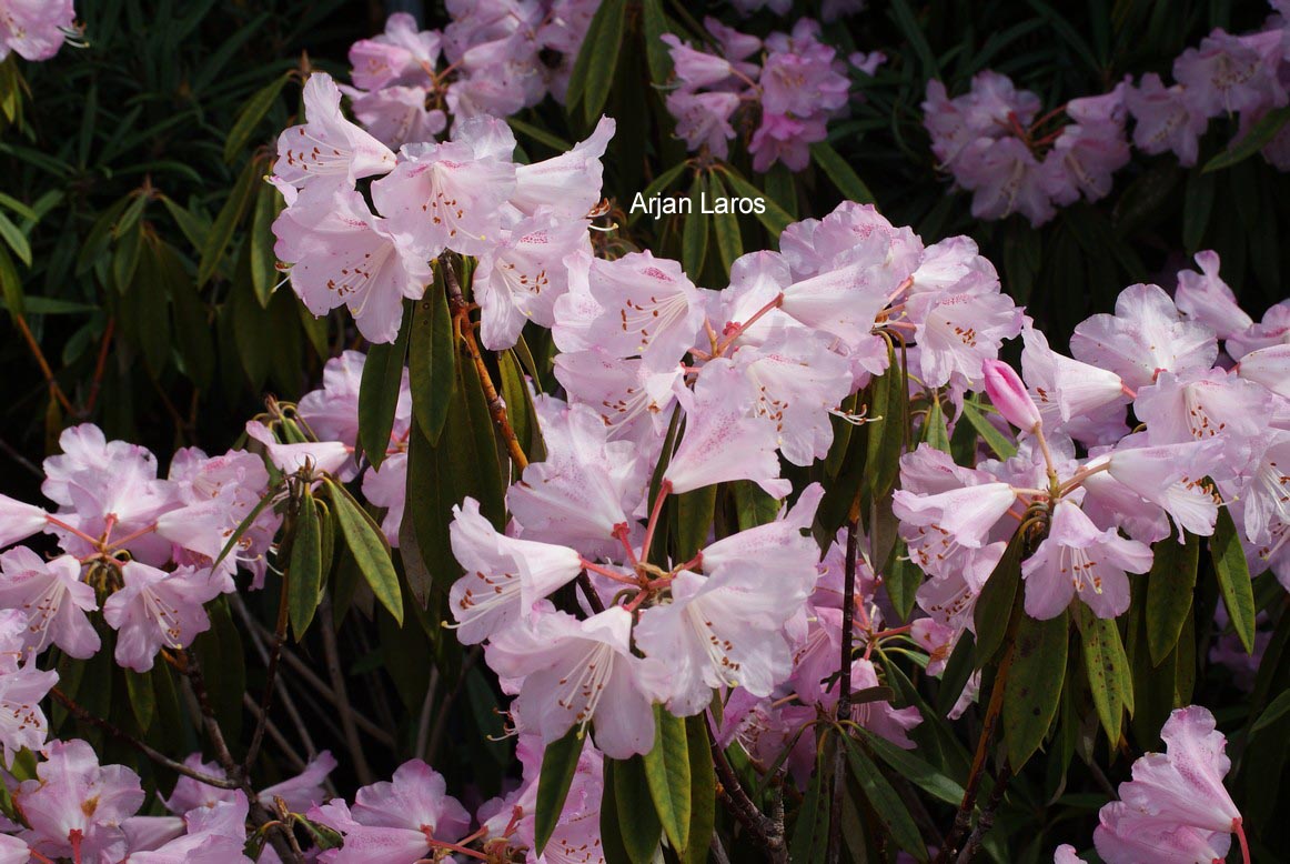 Rhododendron hunnewellianum