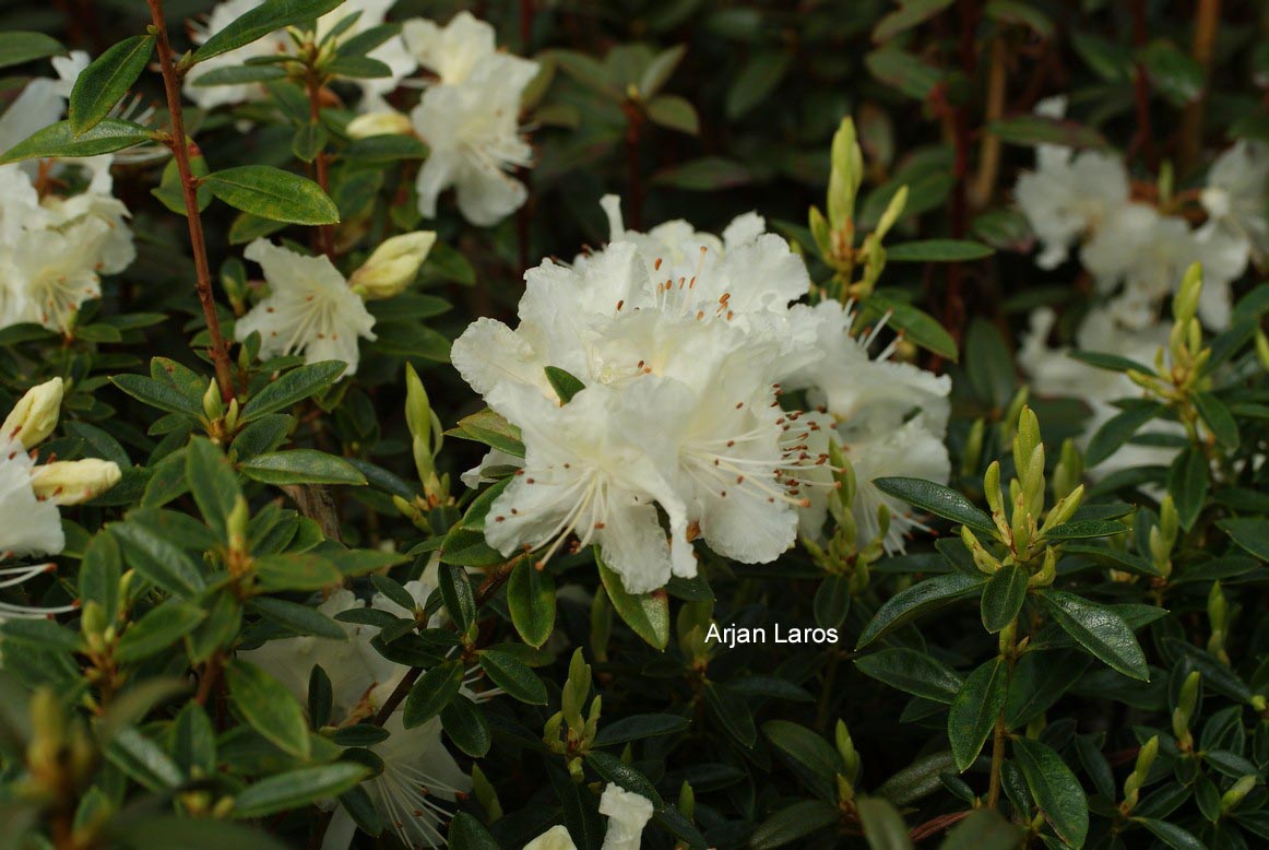Rhododendron flavidum