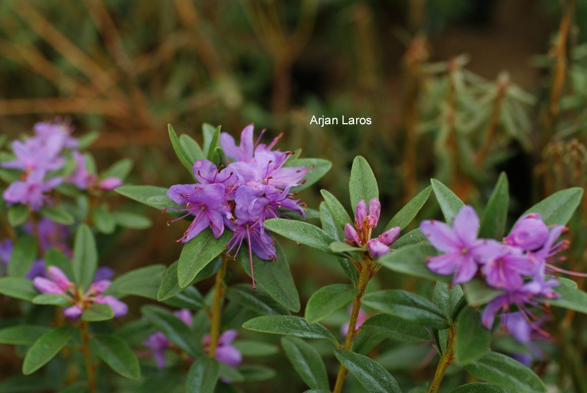 Rhododendron dasypetalum