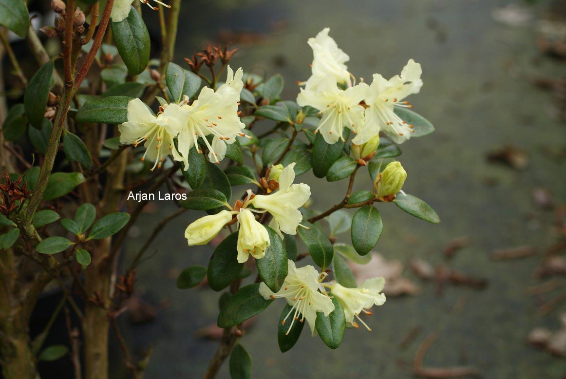 Rhododendron ambiguum 'Wongii'