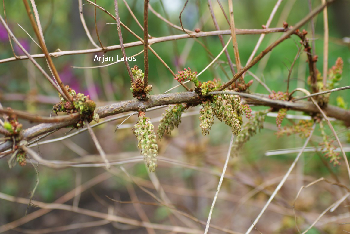 Coriaria nepalensis