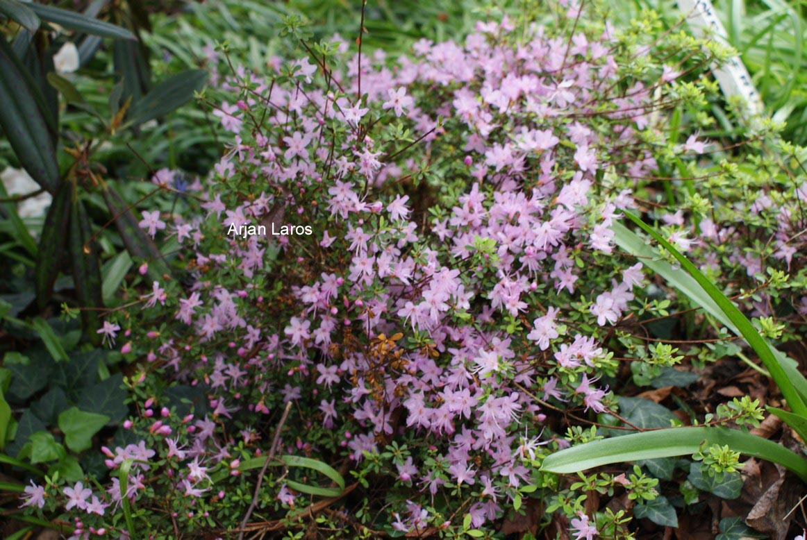 Rhododendron serpyllifolium