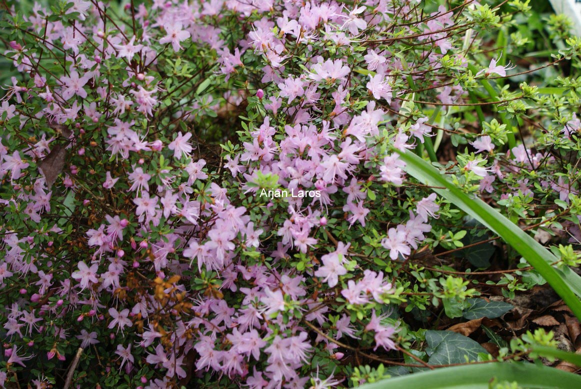 Rhododendron serpyllifolium