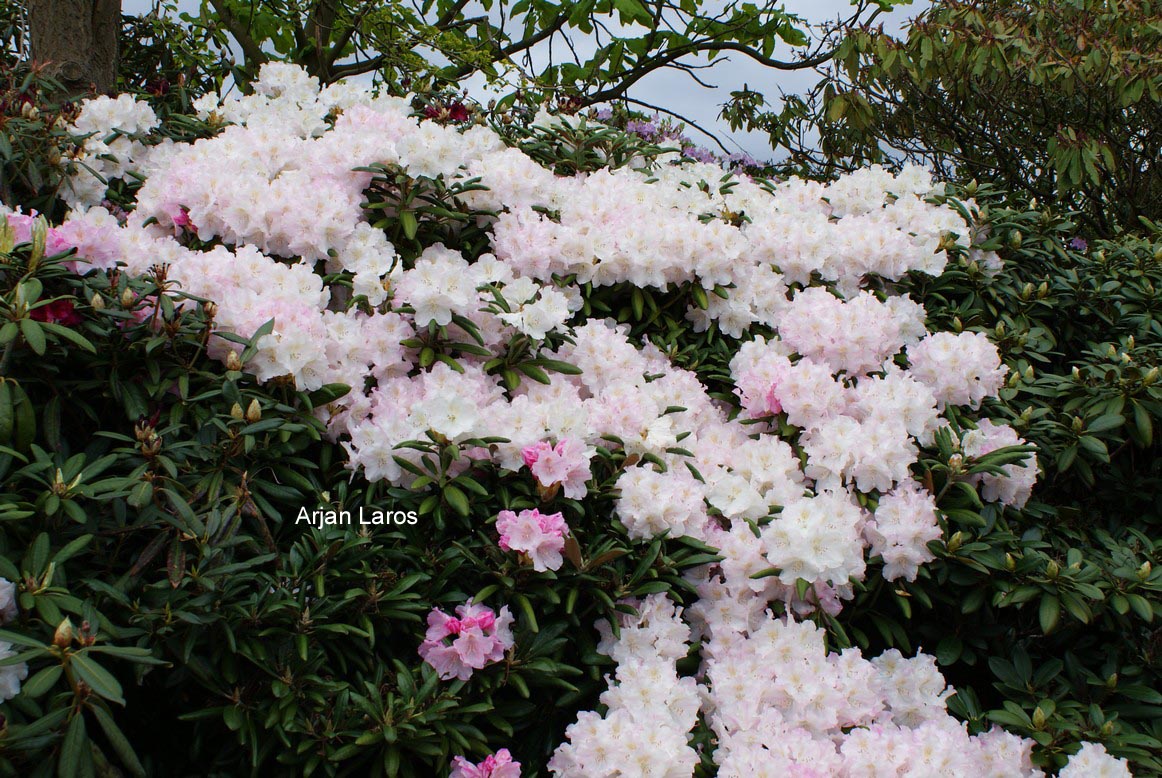 Rhododendron yakushimanum