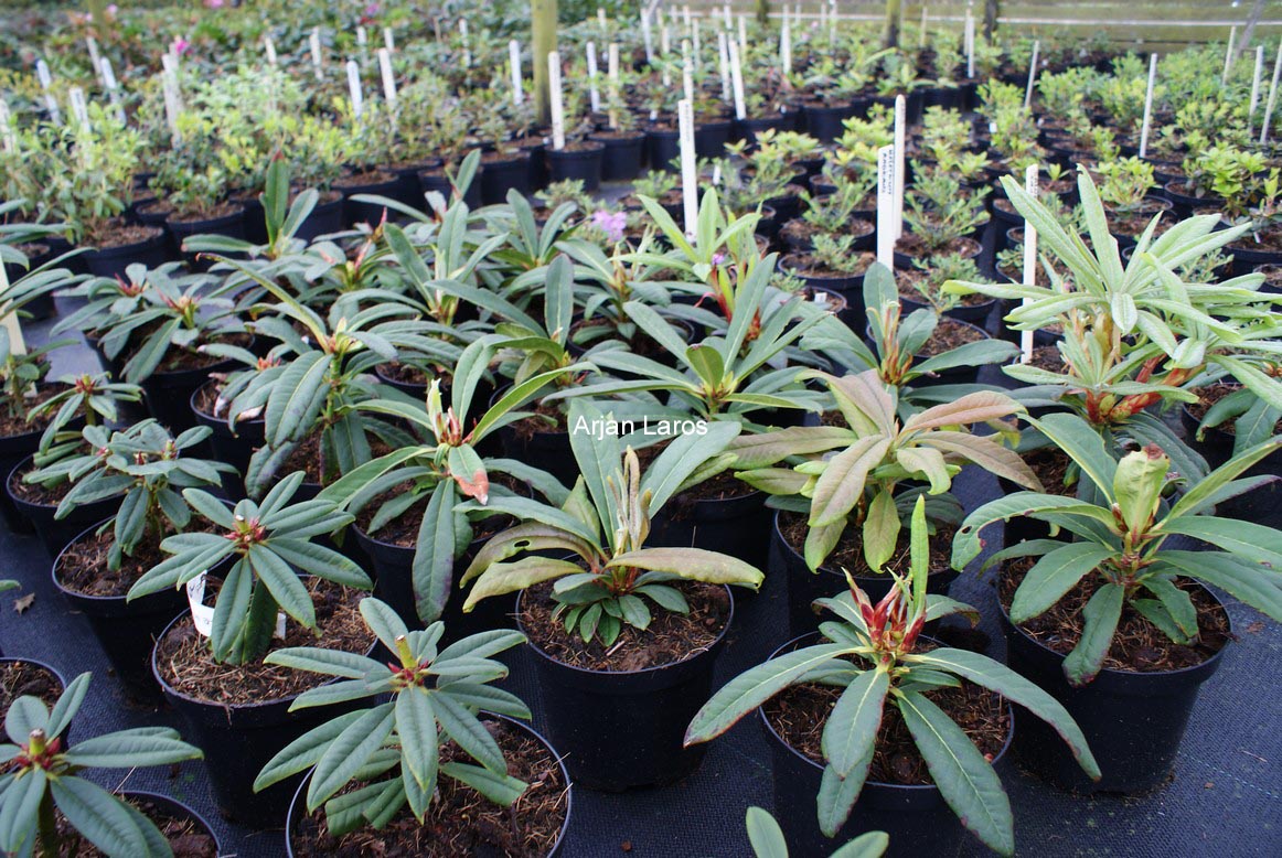 Rhododendron calophytum