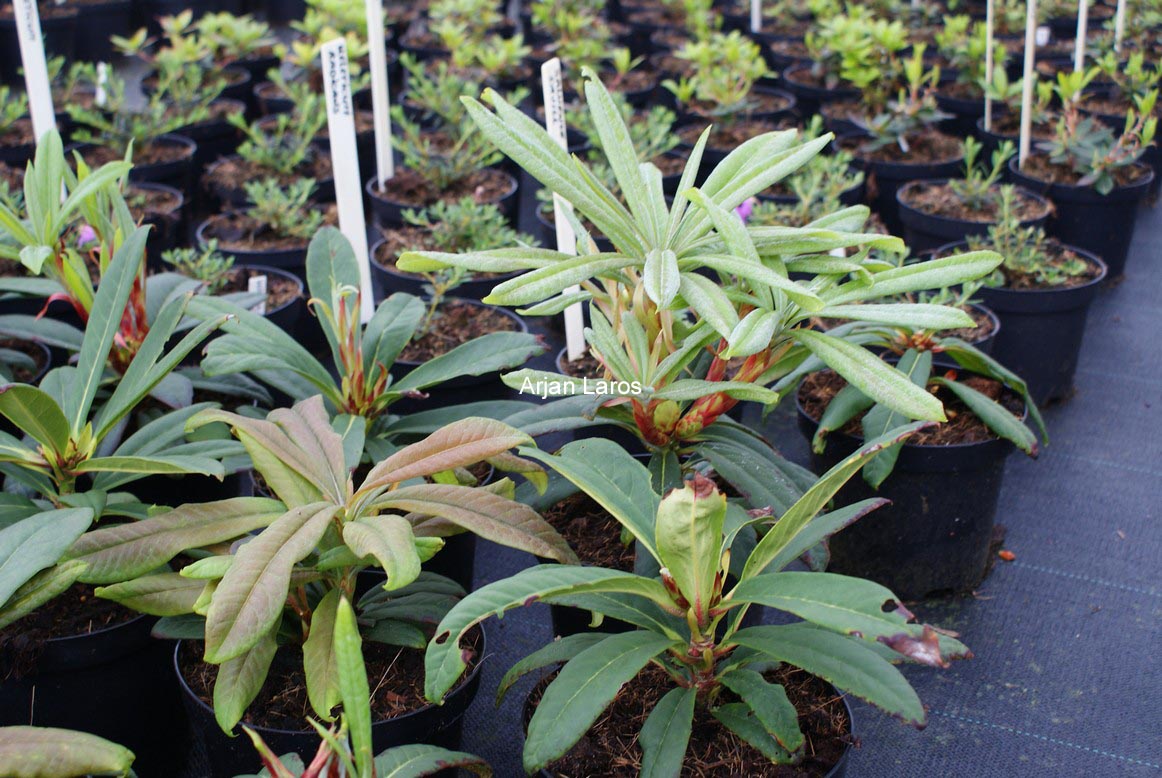 Rhododendron calophytum