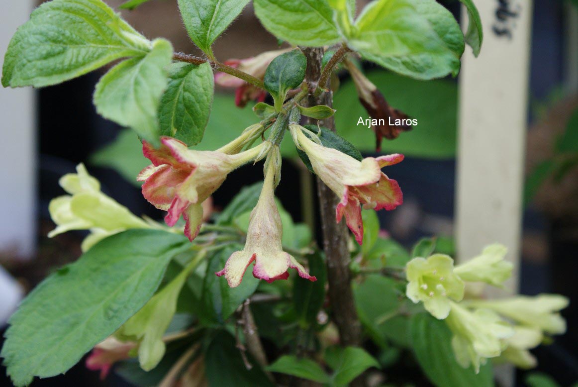 Weigela subsessilis