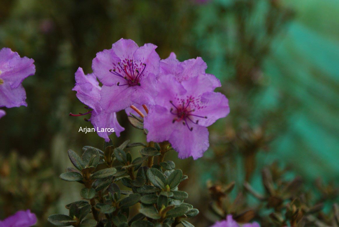 Rhododendron saluenense