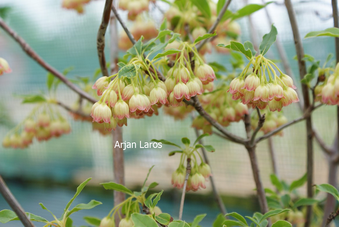 Enkianthus campanulatus var. palibinii