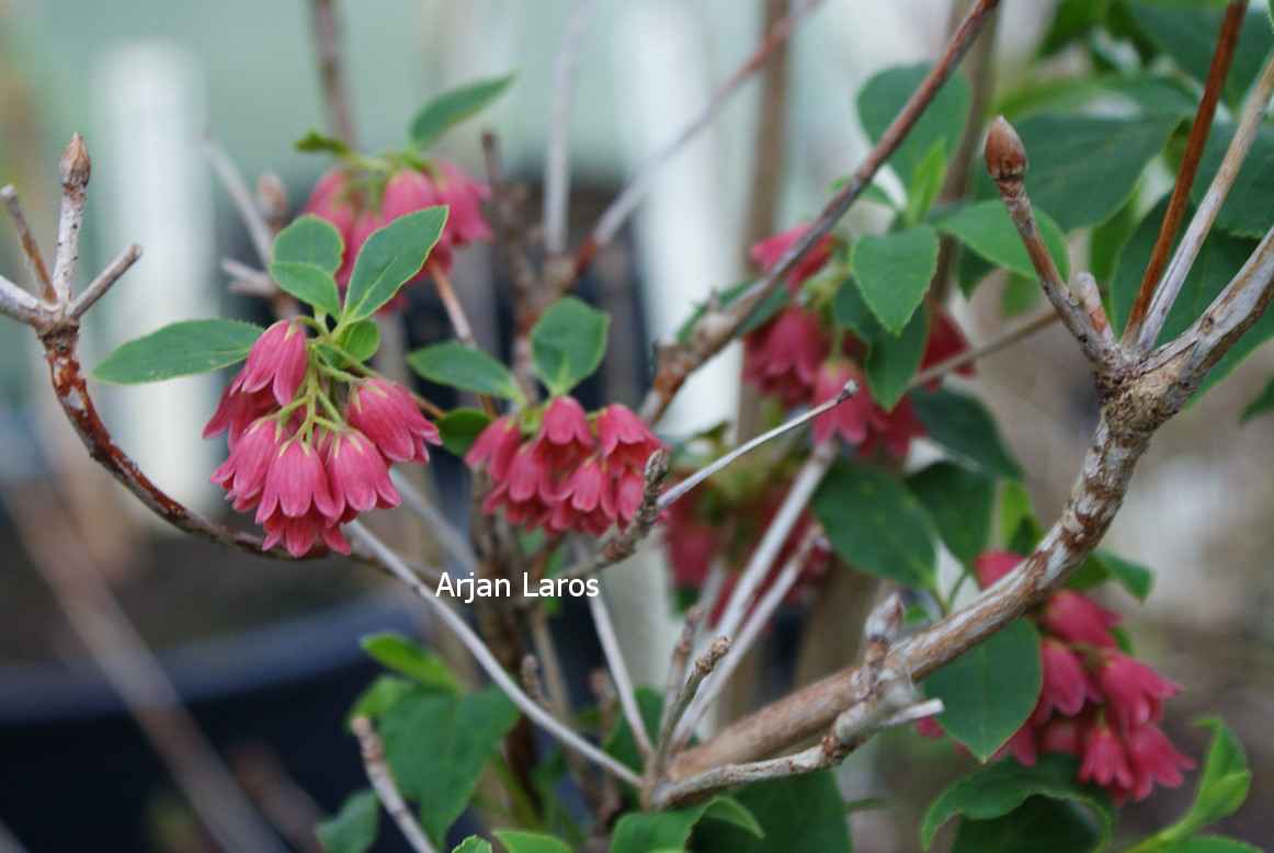 Enkianthus campanulatus var. palibinii