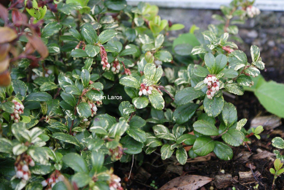 Vaccinium vitis-idaea 'Silver Spot'