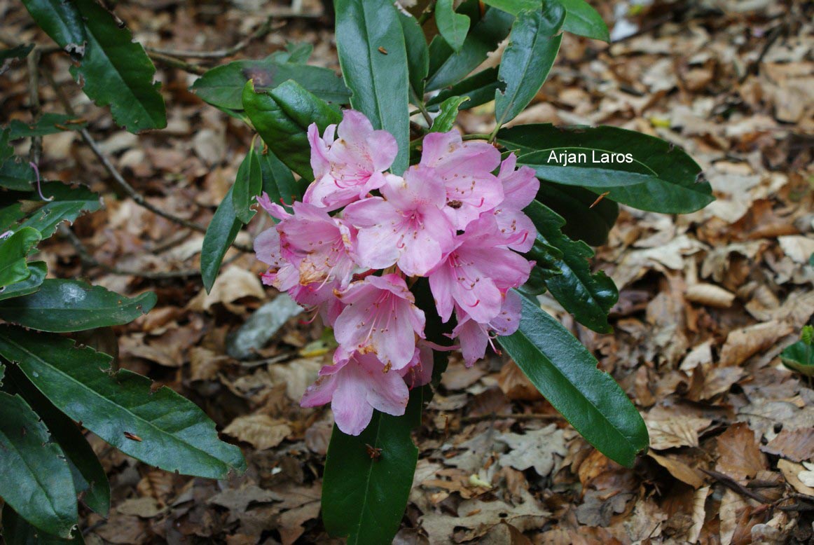 Rhododendron degronianum