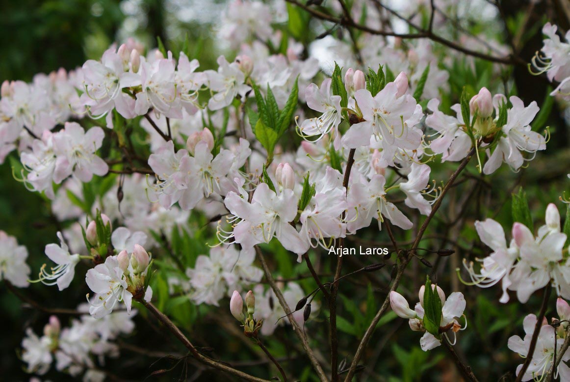 Rhododendron vaseyi