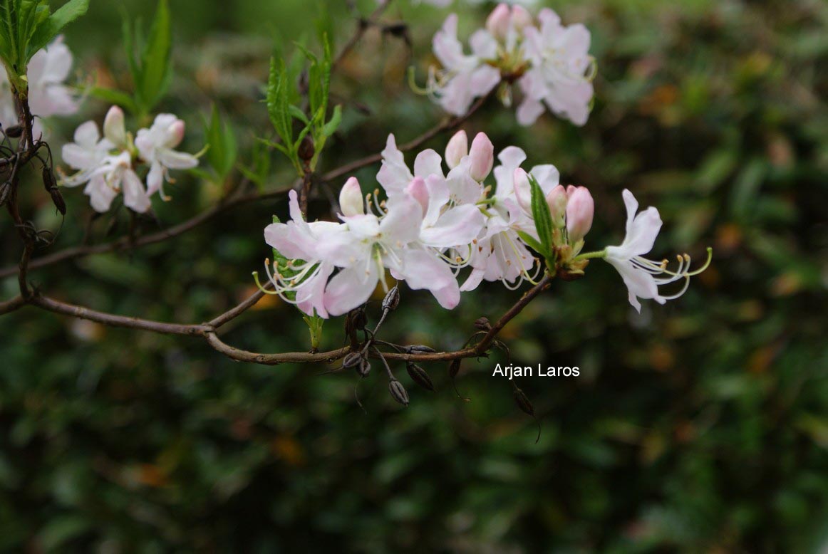 Rhododendron vaseyi