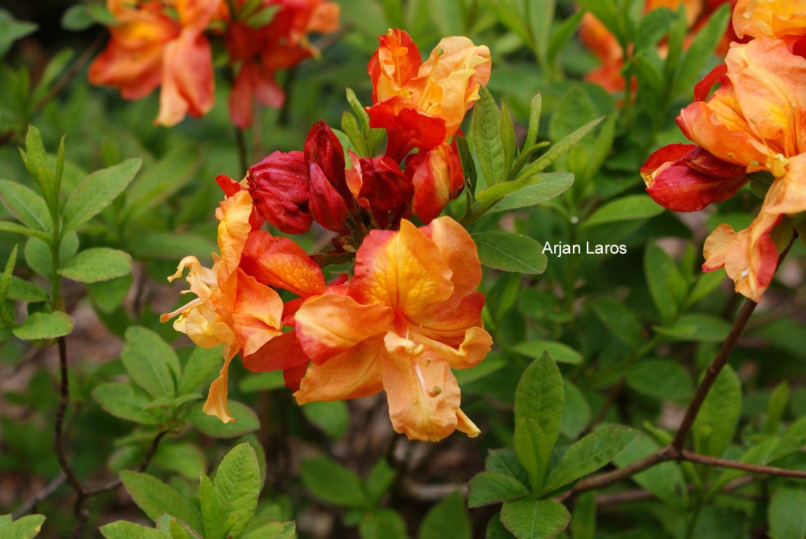 Rhododendron calendulaceum