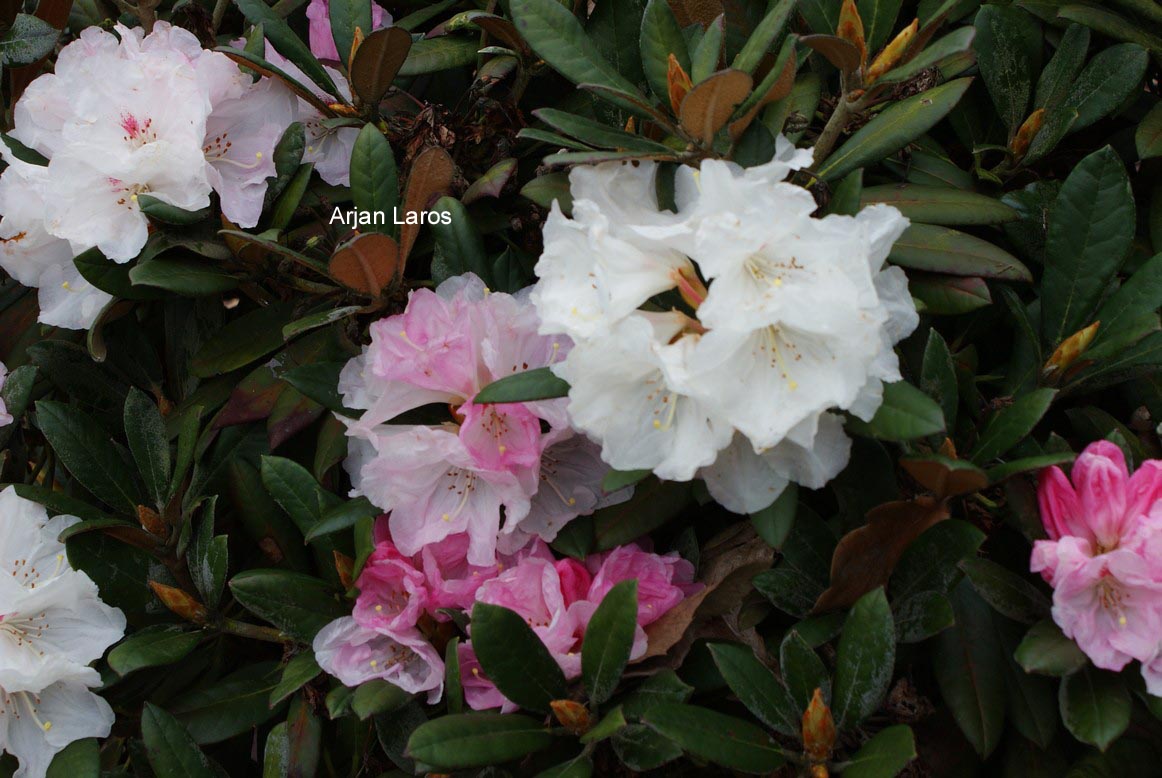 Rhododendron bureavii