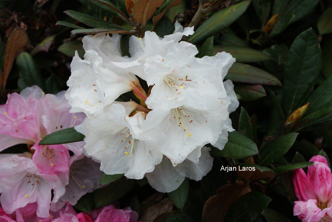 Rhododendron bureavii