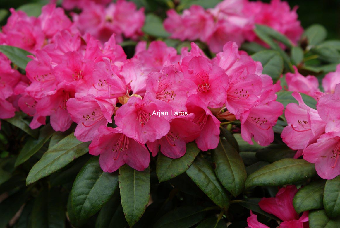 Rhododendron degronianum