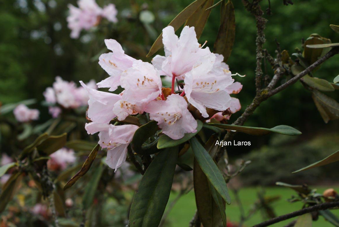 Rhododendron degronianum hondoense