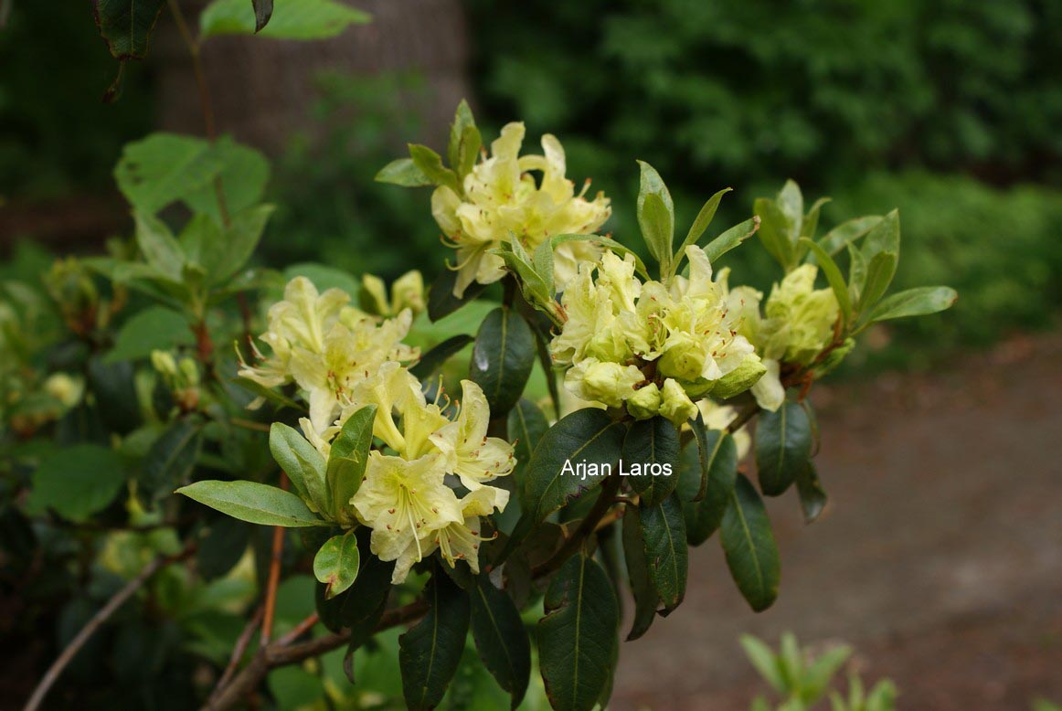 Rhododendron ambiguum