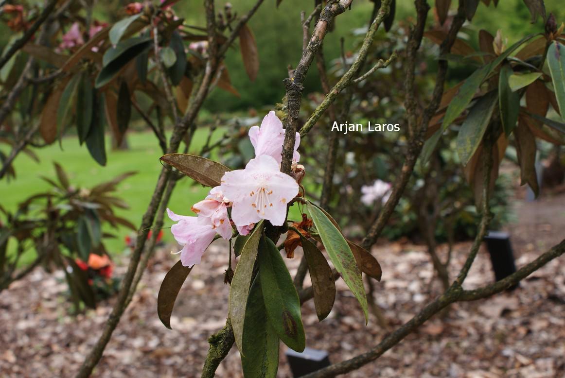 Rhododendron adenophorum