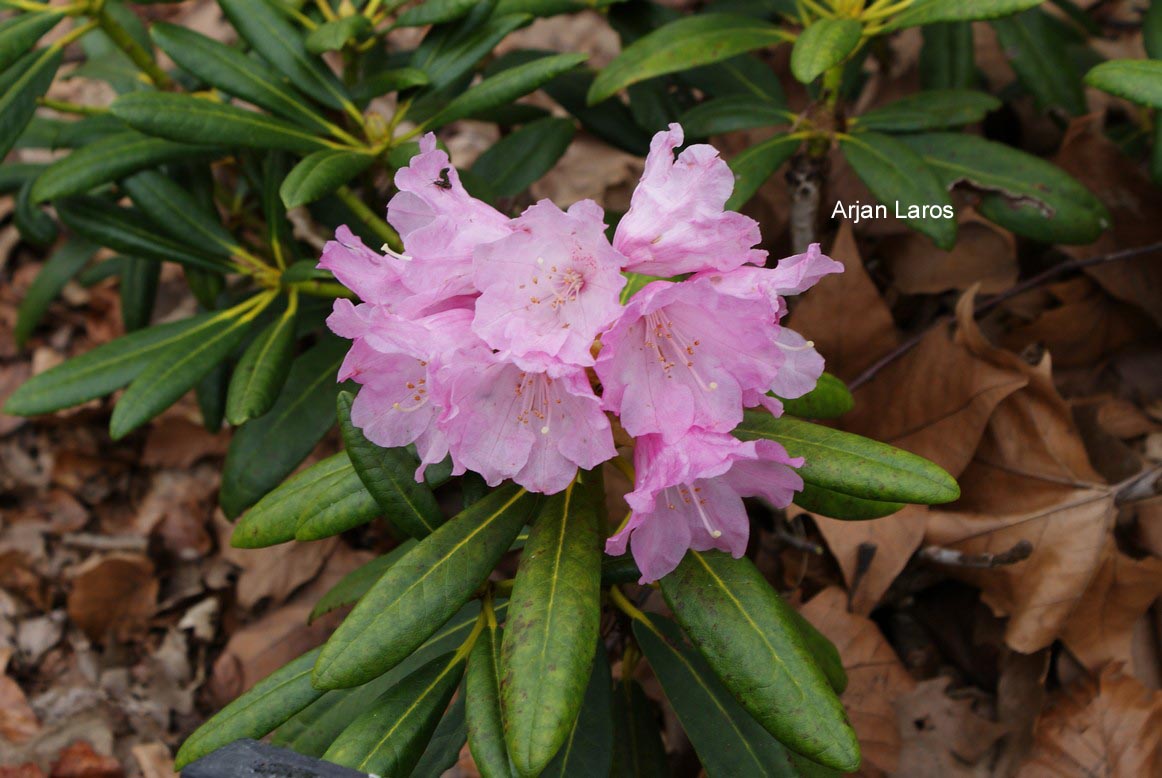 Rhododendron degronianum hondoense